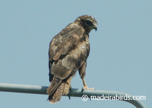 Common Buzzard