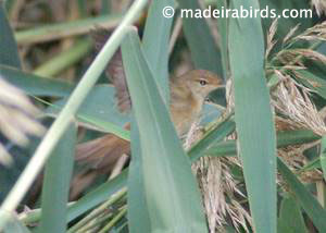Reed Warbler (<i>Acrocephalus scirpaceus</i>)