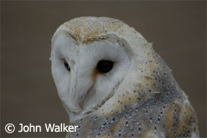 (Tyto alba schmitzi)