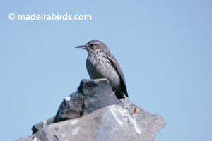 Berthelot's Pipit