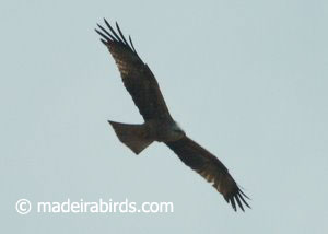 Black Kite (Milvus migrans)