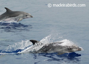 Bottlenose Dolphins