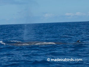 Bryde's whale