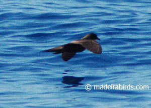 Bulwer's petrel