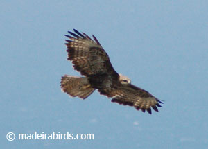 Madeira Buzzard