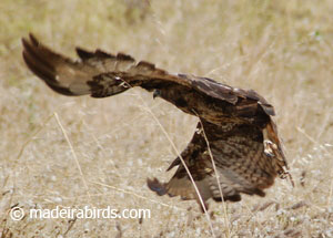 Common buzzard - Madeira subspecies