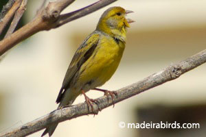 Island Canary