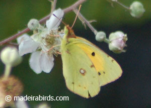 Clouded Yellow