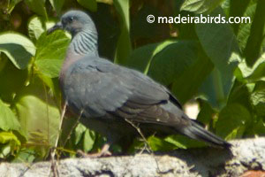 Trocaz Pigeon