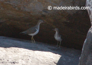Common and a Spotted sandpipers