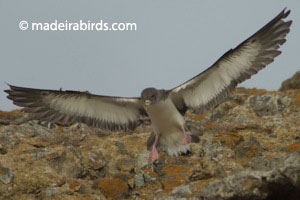 Cory's Shearwater