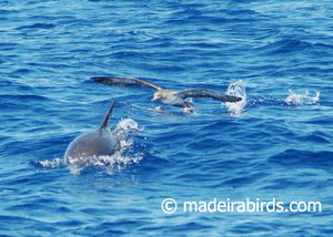 Cory's Shearwater & Stripped Dolphin