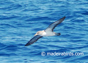 Cory's Shearwater