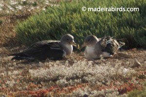 Cory's Shearwaters