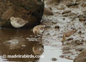 Dunlin, Curlew Sandpiper and Little Stint