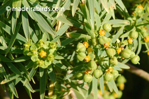 Smooth Spear-Leaved Spurge