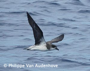 Fea's petrel