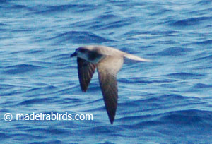 Fea's petrel
