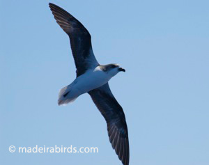 Fea's/Desertas' petrel