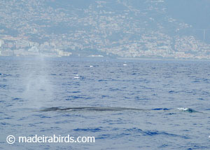 Fin whale