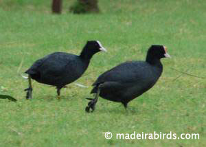 Red-knobbed Coot and Eurasian Coot