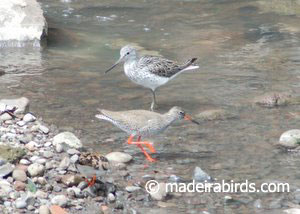 Greenshank & Redshank