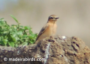 Wheatear, Greenland and Iceland subspecies?