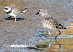 Grey and Ringged Plovers