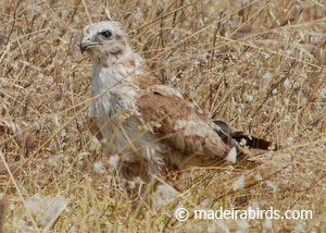 juvenile buzzard