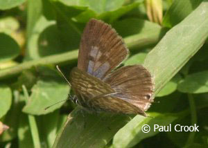 Lang's short-tailed blue