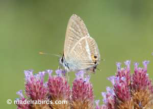 Long-tailed Blue