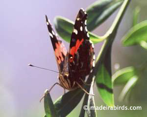 Macaronesia Red Admiral