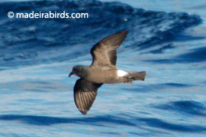 Madeiran Storm-petrel