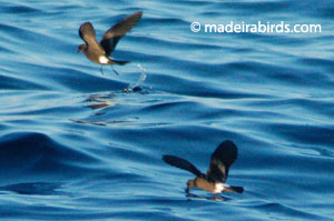 Madeira Storm-petrel