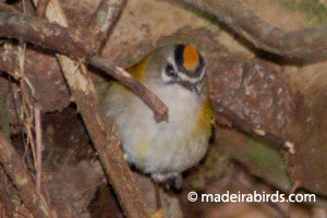 Madeira Firecrest