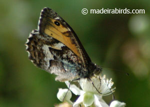 Madeira Grayling Hipparchia madeirensis