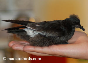 Madeira Storm-petrel