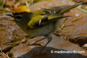 Madeira Firecrest