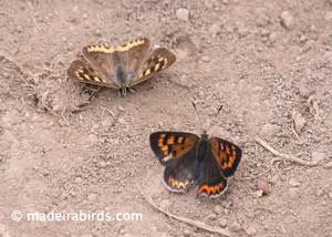 Madeira Small Copper