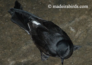 Madeira Storm-petrel