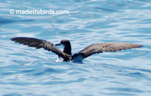 Manx Shearwater