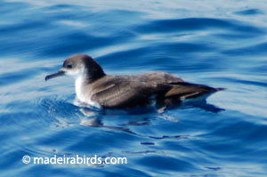 Manx Shearwater