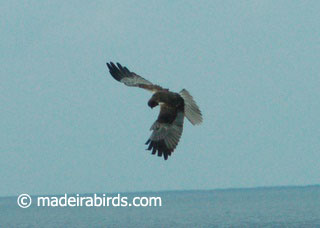 Marsh Harrier (Circus aeruginosus)