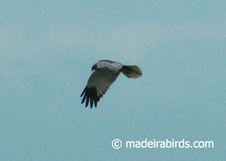 Marsh Harrier (Circus aeruginosus)