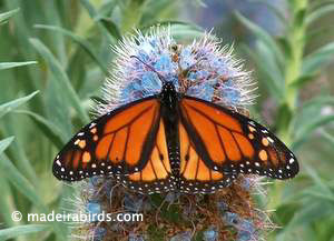 Monarch