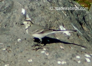Pied /White Wagtail