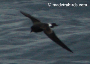 Madeiran_storm Petrel