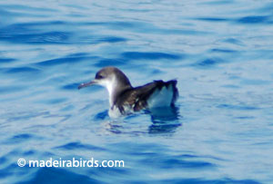 Manx Shearwater