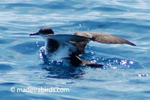 Manx Shearwater