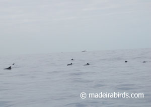 Pilot Whales